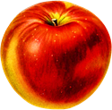 アンティーク・レトロ背景透過PNG画像素材 赤いリンゴ