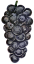アンティーク・レトロ背景透過PNG画像素材 黒ブドウ