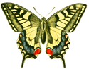 アンティーク・レトロ背景透過PNG画像素材 アゲハ蝶