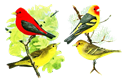 アンティーク・レトロ背景透過PNG画像素材 小鳥