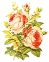 アンティーク・レトロ背景透過PNG画像素材 桃色薔薇 ヴィクトリアンローズ