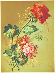 アンティーク赤い花イラスト素材