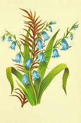 アンティークイラスト素材青い花