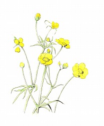 アンティークイラスト素材黄色い草花水彩画