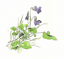 アンティークイラスト素材スミレの花水彩画