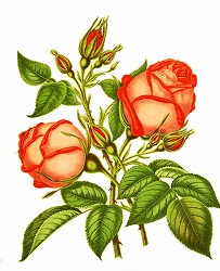 ボタニカルアートの薔薇
