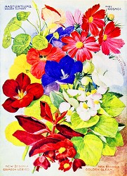 花壇の花の種イラスト