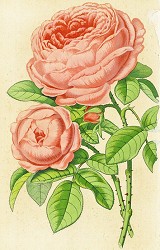 ボタニカルアートの薔薇